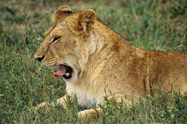 Lionne