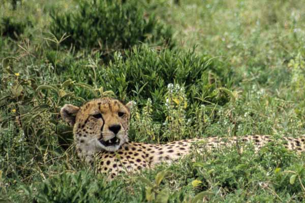 Bâillement de guépard