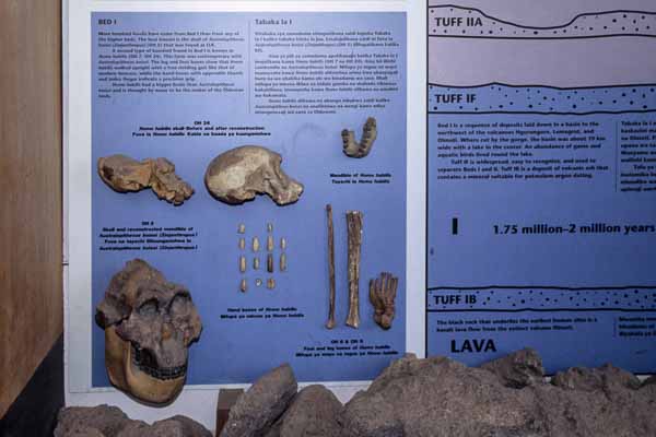 Musée des gorges d'Olduvaï : hominidés