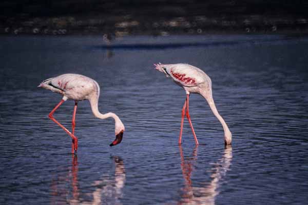 Flamants