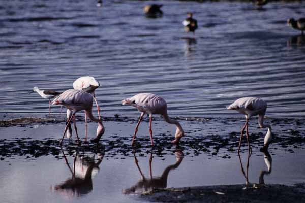 Flamants