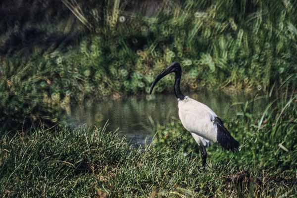 Ibis
