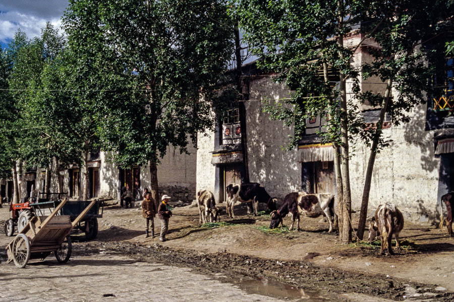 Gyantse : vaches dans la rue principale de la vieille ville
