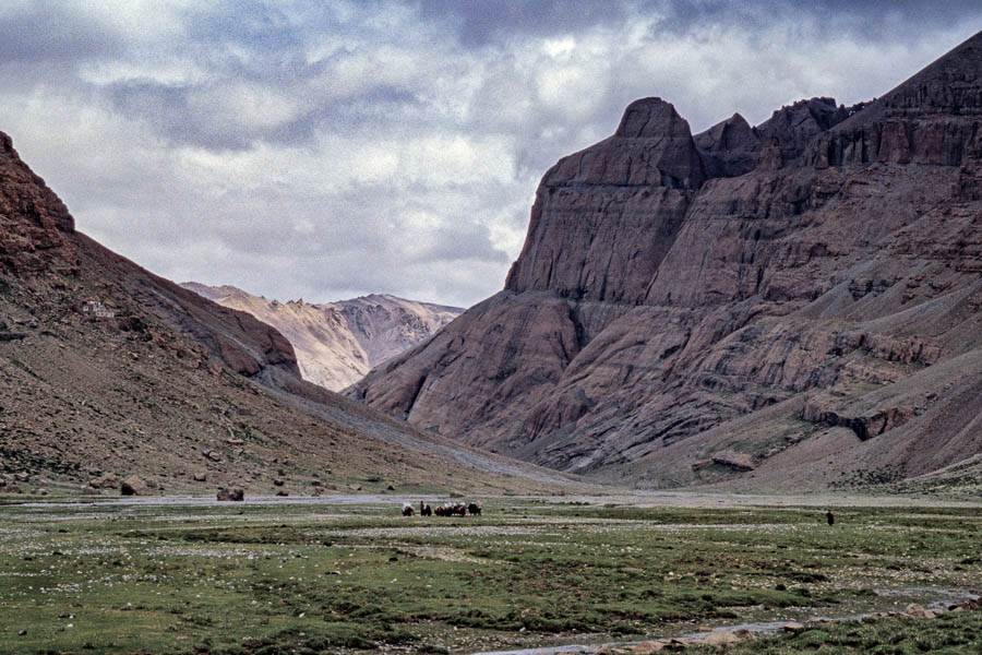 Vallée, yaks, monastère de Chuku