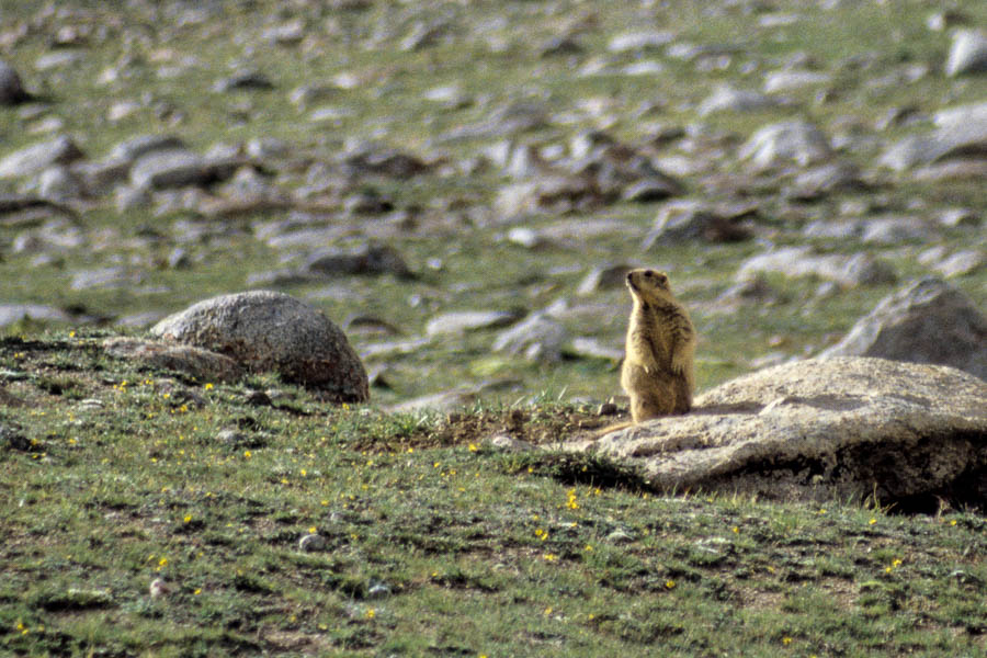 Marmotte