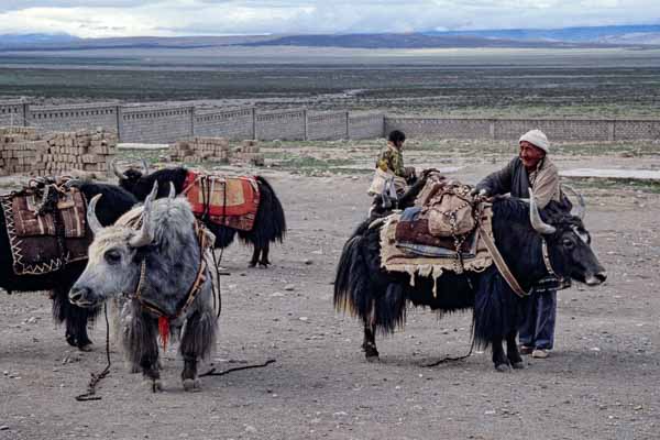 Yaks et leurs guides