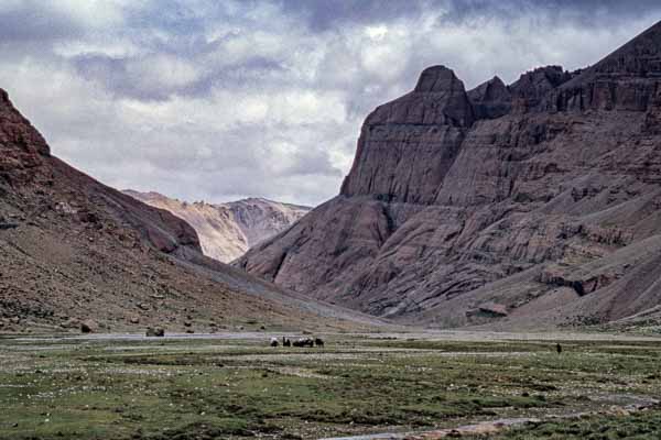 Vallée, yaks, monastère de Chuku