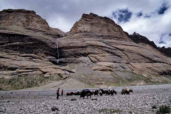 Vallée, yaks