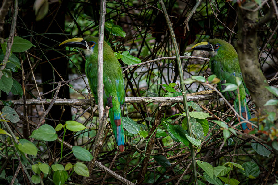 Toucanets émeraude (Aulacorhynchus prasinus)