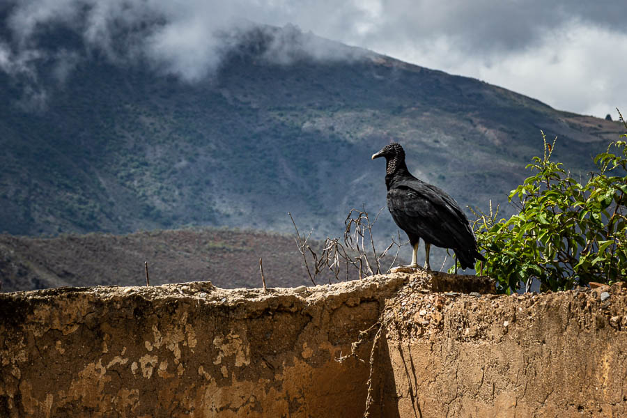 Zamuro ou urubu noir (Coragyps atratus)