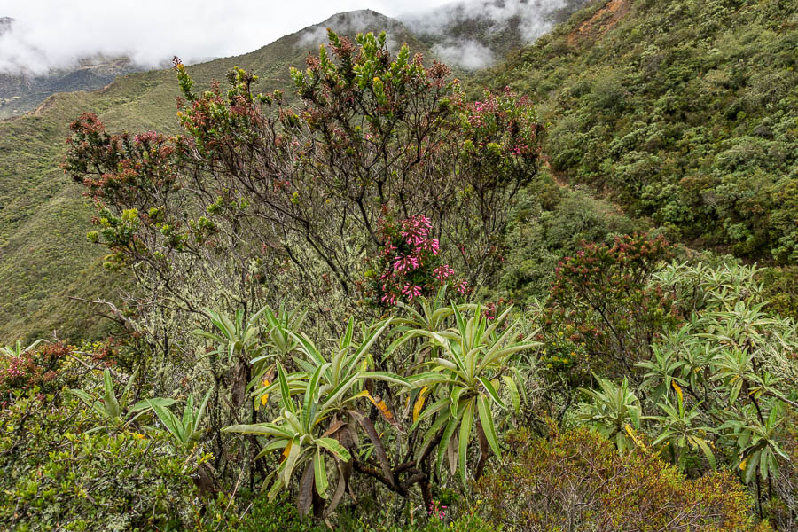 Plantes