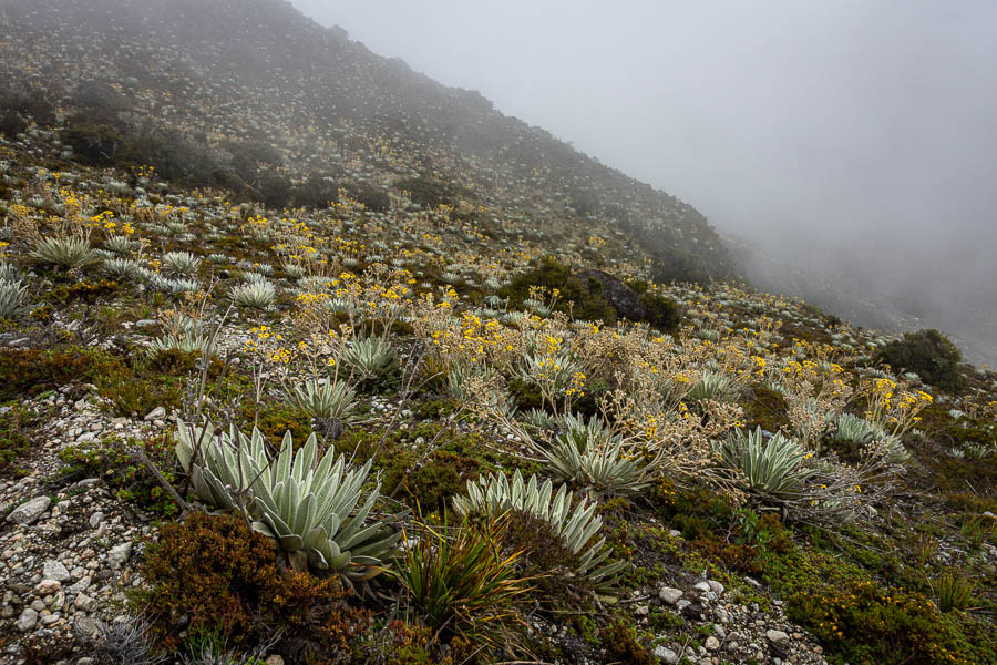 Frailejon