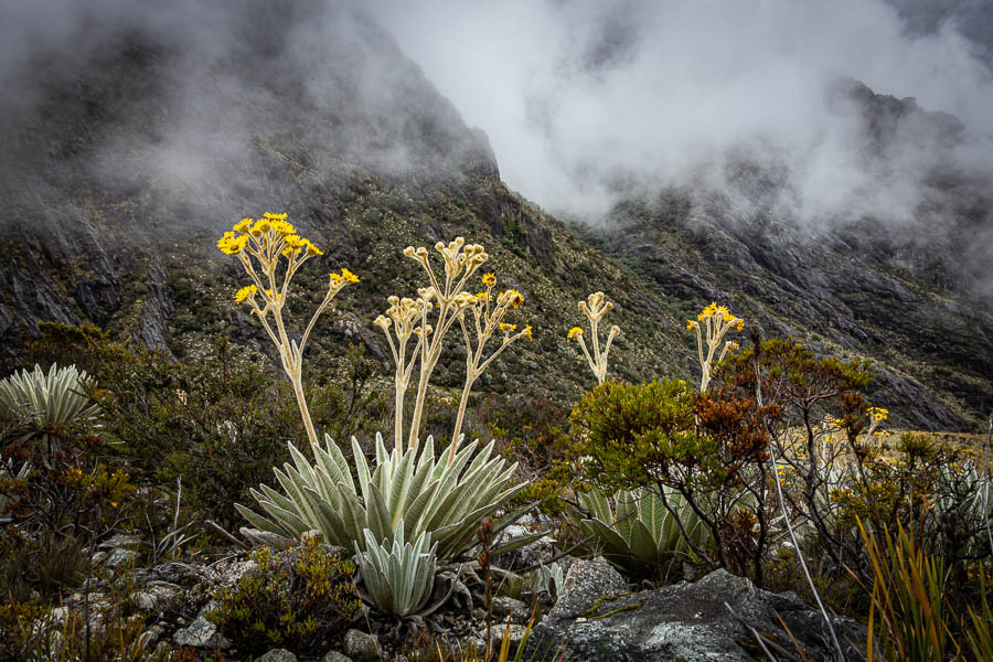 Frailejon (Espeletia schultzii)