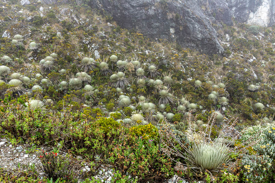 Plantes du paramo