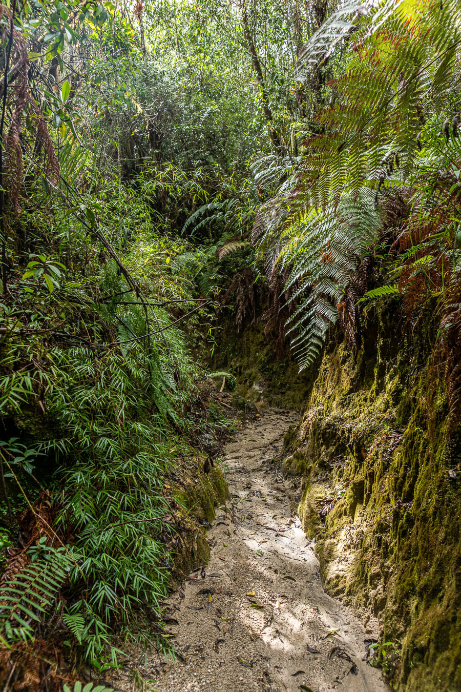 Sentier et fougères
