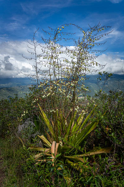 Agave