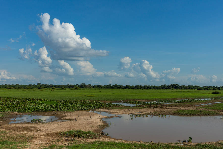 Paysage des Llanos