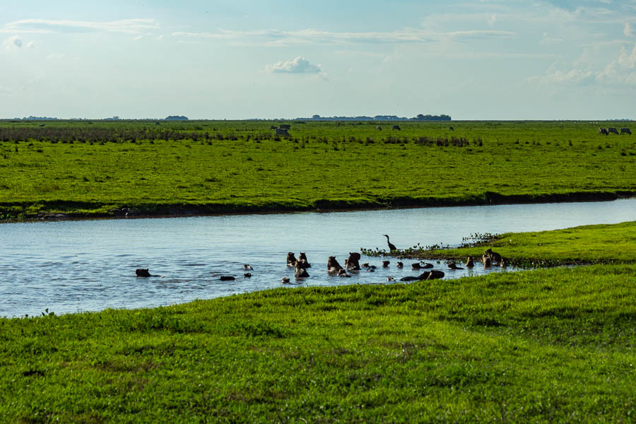 Paysage des Llanos,  rivière et capybaras