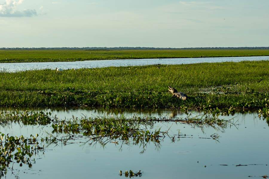 Paysage des Llanos,  rivière et caïman