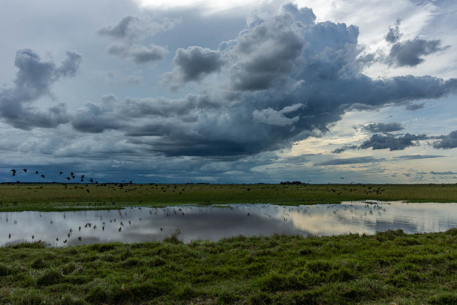 Paysage des Llanos