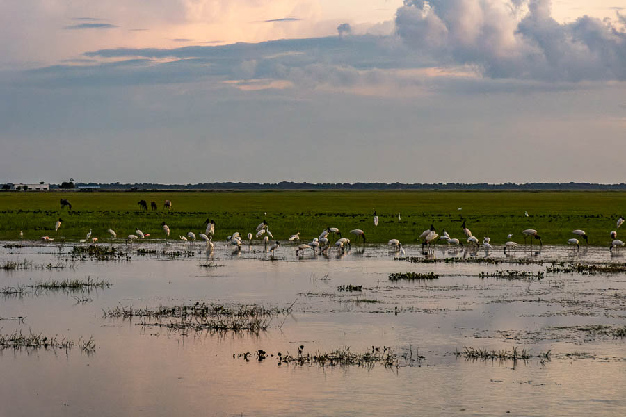 Paysage des Llanos, colonie de jabirus