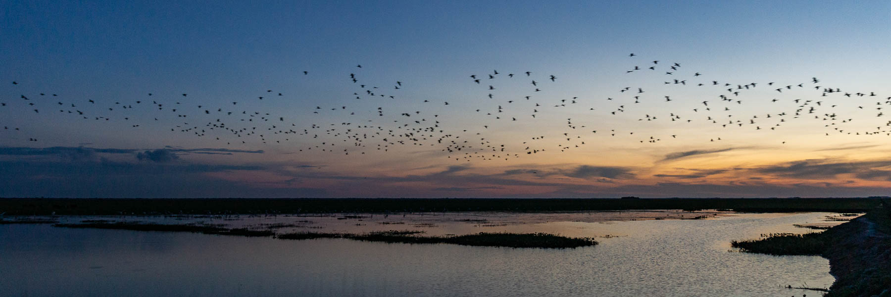 Oiseaux au coucher du soleil