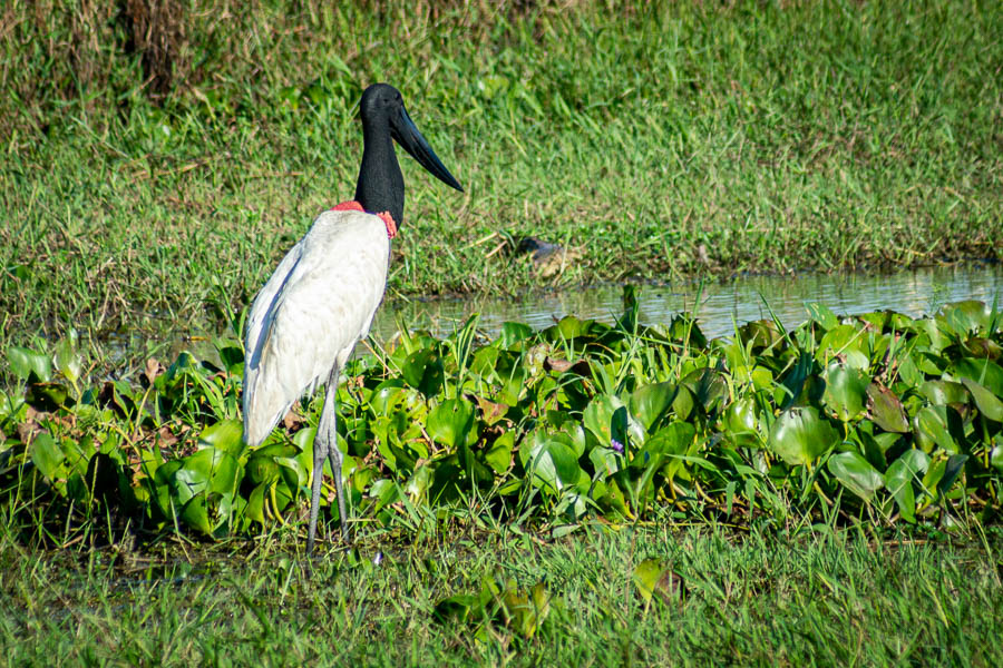 Jabiru d'Amérique (Jabiru mycteria)