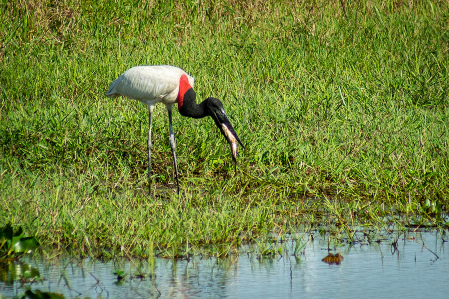 Jabiru d'Amérique (Jabiru mycteria)