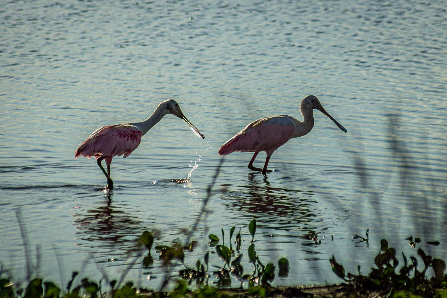 Spatules rosées (Platalea ajaja)