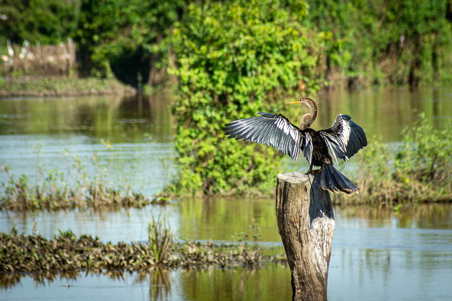 Anhinga d'Amérique (Anhinga anhinga)