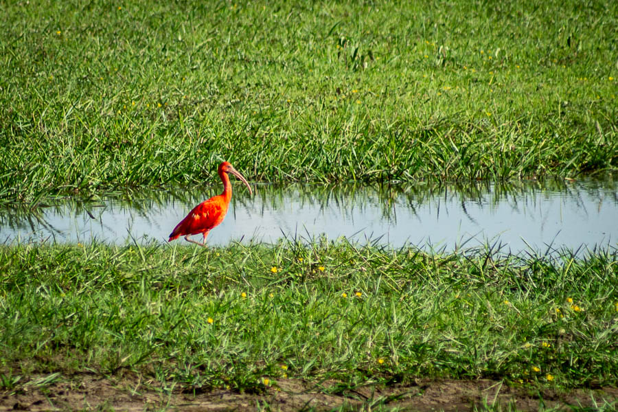 Ibis rouge (Eudocimus ruber)