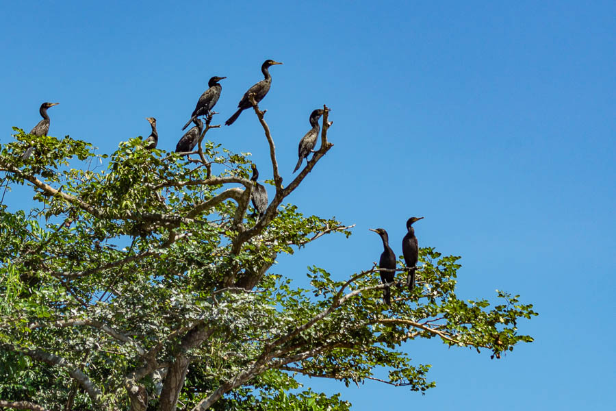 Cormorans  (Phalacrocorax brasilianus)