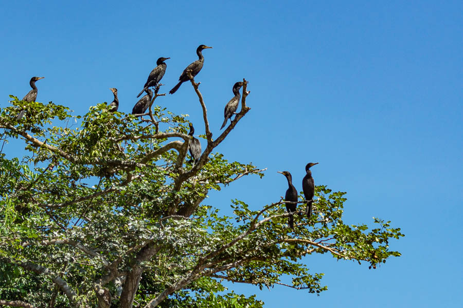 Cormoran vigua (Phalacrocorax brasilianus)