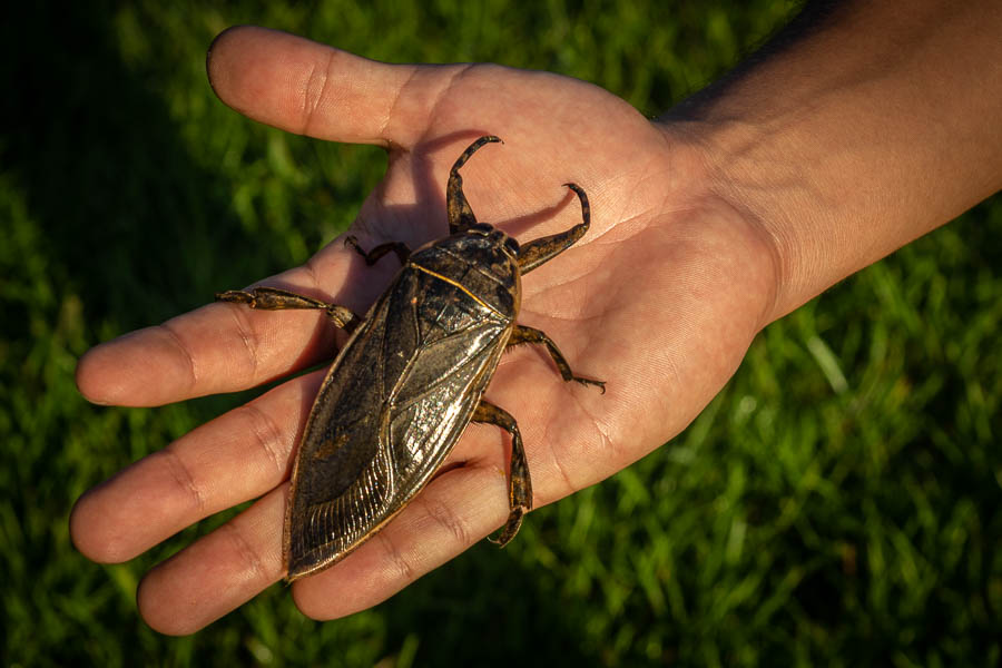 Punaise d'eau géante (Lethocerus americanus)