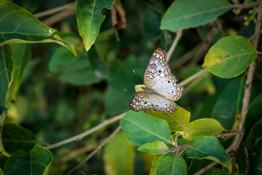 Papillon