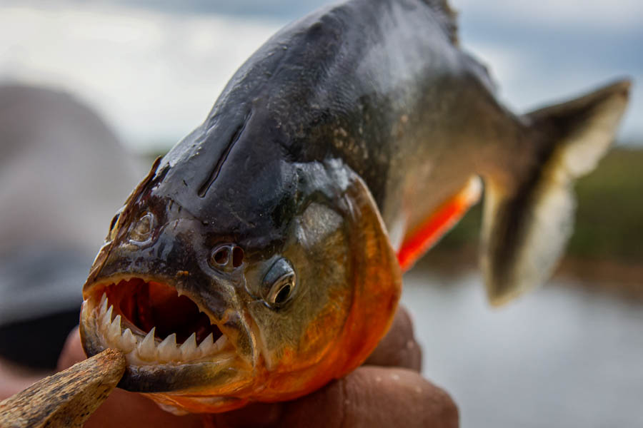 Piranha (Pygocentrus cariba)