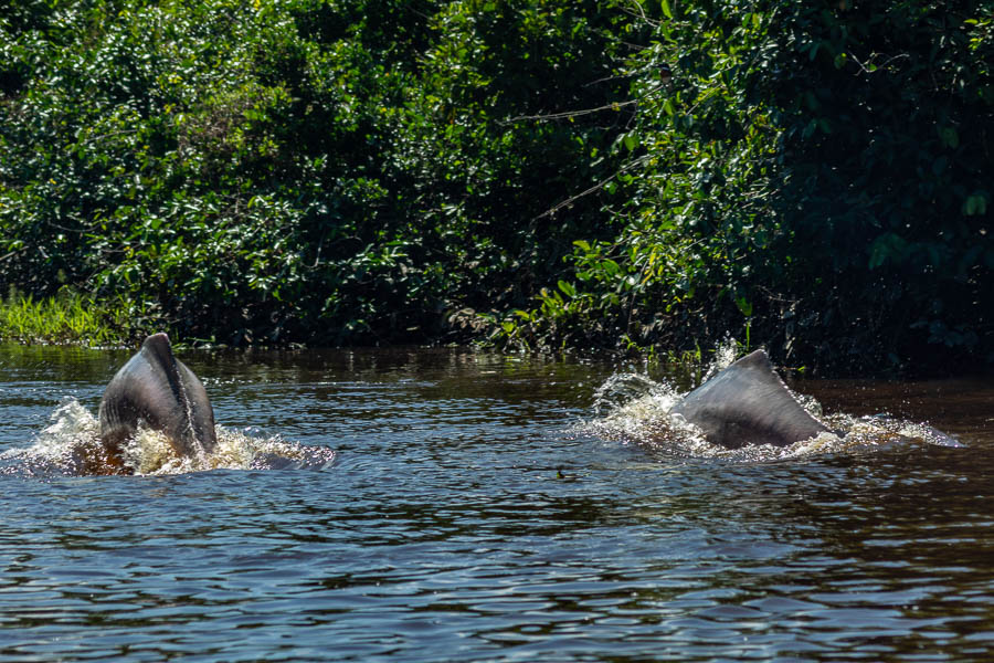 Dauphins (Inia geoffrensis)