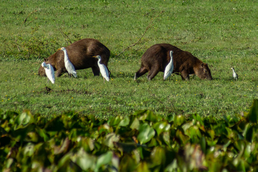 Capybaras