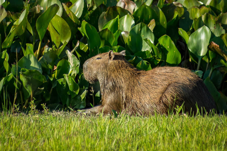 Capybara ou cabiai (Hydrochoerus hydrochaeris)