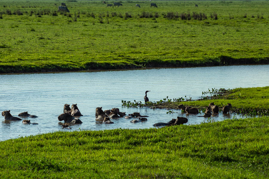 Capybaras