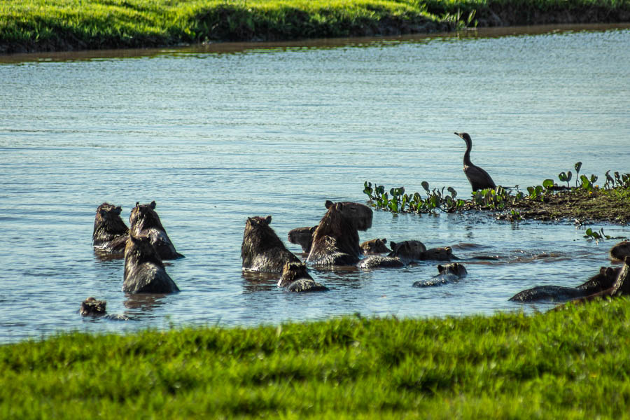 Capybaras