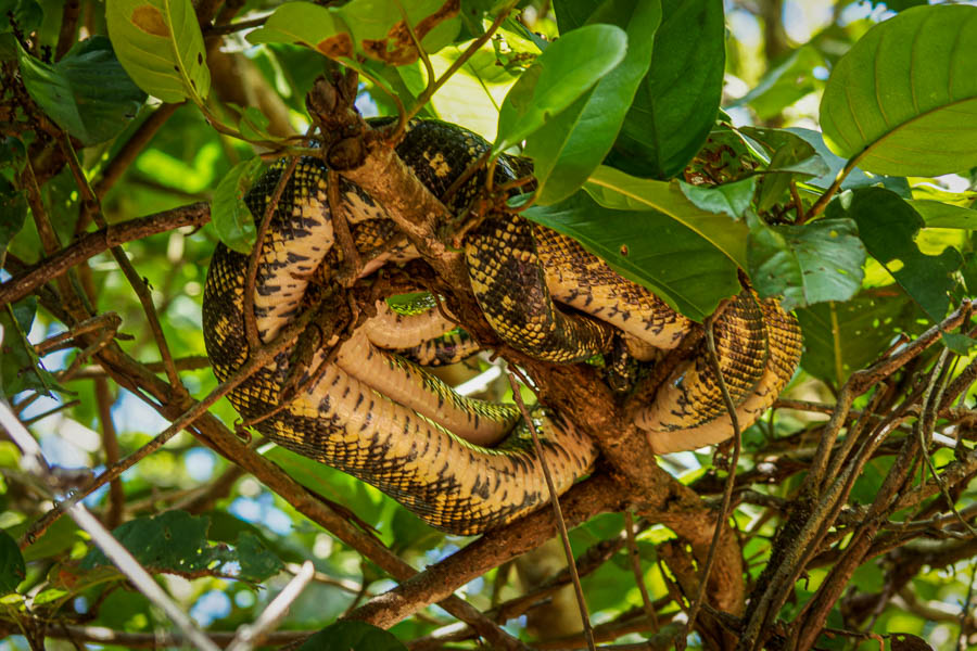 Serpents de Damoclès