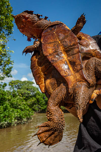 Tortue matamata (Chelus fimbriata)