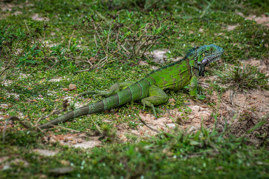 Iguane vert