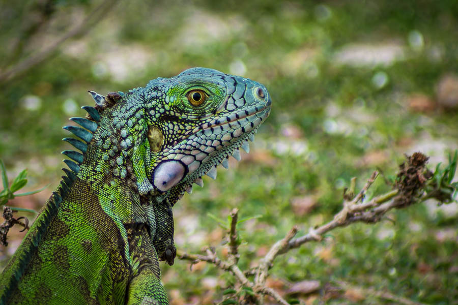 Iguane vert