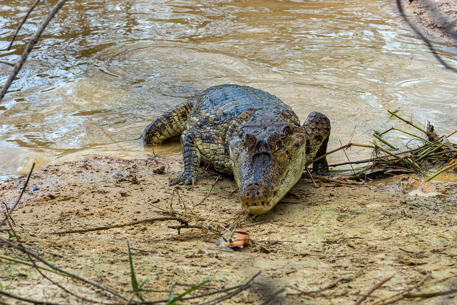 Caïman capturant un piranha