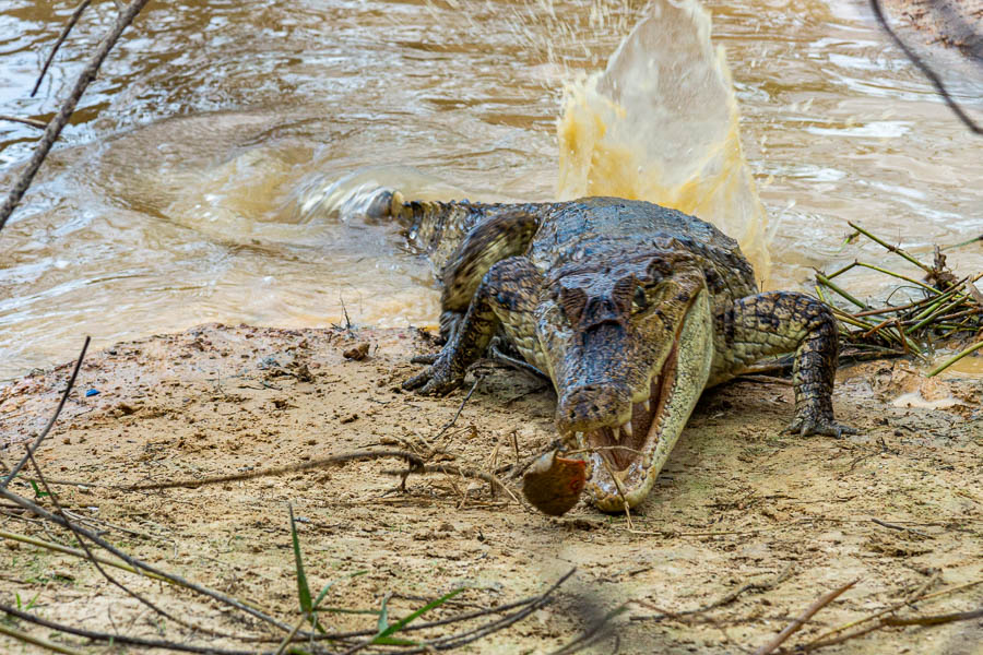 Caïman capturant un piranha