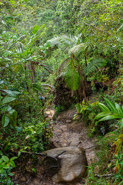 Roraima : sentier dans la forêt