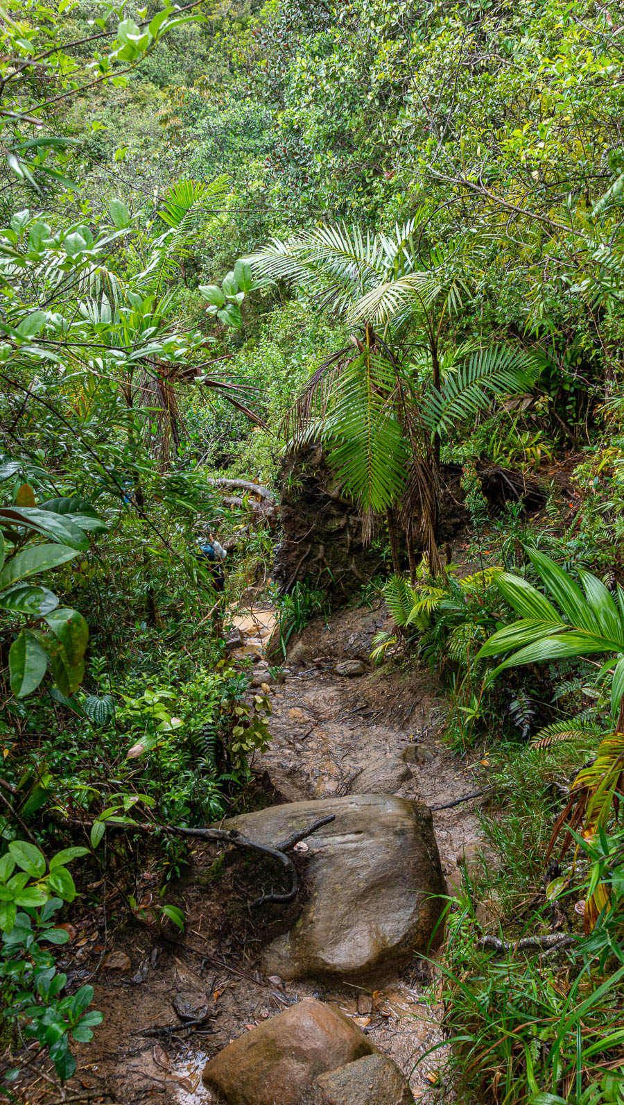 Roraima : sentier dans la forêt