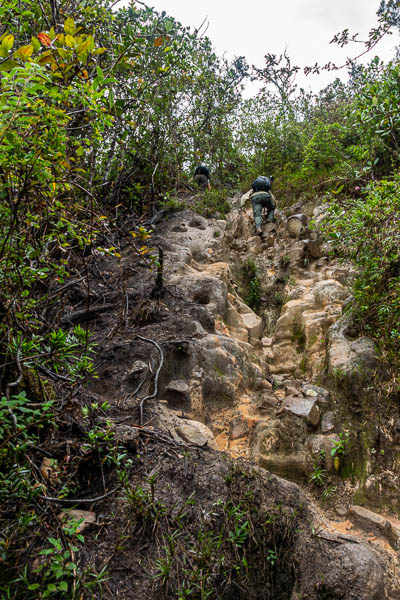 Roraima : sentier dans la forêt